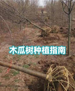 木瓜树种植苗怎么种植 木瓜树种植苗怎么种植