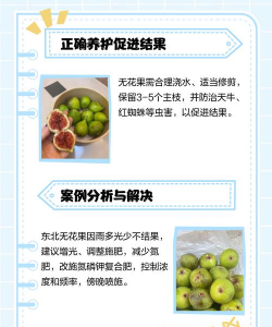 无花果不结果是怎么回事 无花果不结果是怎么回事