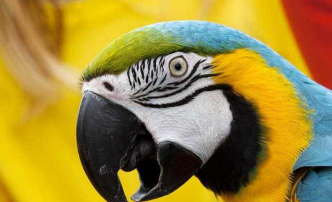 幽禽指的是什么鸟 幽禽指的是什么鸟