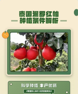 红柚能种植吗怎么种植 红柚能种植吗怎么种植