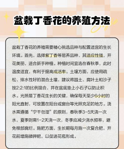 丁香花盆栽怎么养 丁香花盆栽怎么养