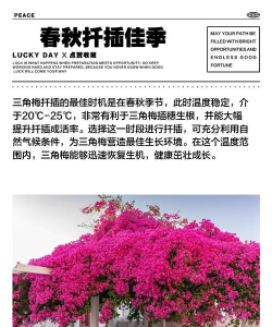 三角梅怎样扦插几月份扦插 三角梅怎样扦插几月份扦插