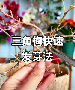 三角梅光杆如何快速发芽 三角梅光杆如何快速发芽