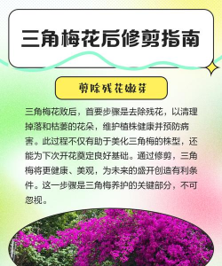 三角梅花后怎么修剪和施肥 三角梅花后怎么修剪和施肥
