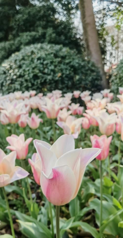 太子湾有哪些花 太子湾有哪些花