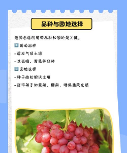 为什么家里忌讳种葡萄 为什么家里忌讳种葡萄