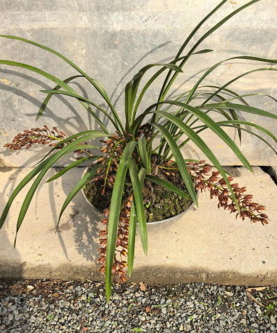 泡沫箱适合种什么花 泡沫箱适合种什么花