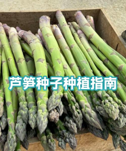 种植芦笋籽怎么种植的呢 种植芦笋籽怎么种植的呢