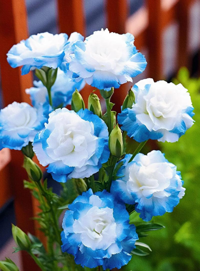 什么花代表希望与未来 什么花代表希望与未来