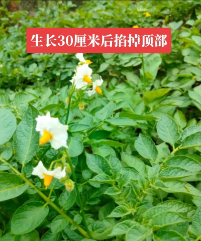 土豆种植房顶怎么种植的 土豆种植房顶怎么种植的