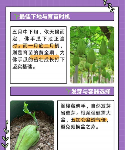 佛手瓜种子育苗方法 佛手瓜种子育苗方法