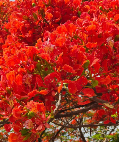 红色花有哪些树 红色花有哪些树