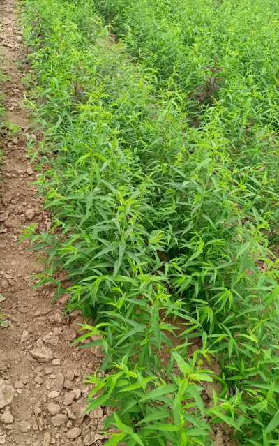 开沟种植桃苗怎么种植的 开沟种植桃苗怎么种植的