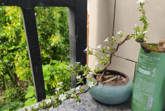 六月雪什么时间开花 六月雪什么时间开花