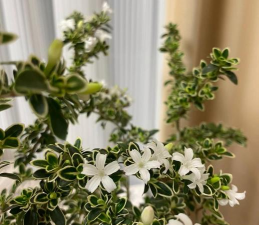 六月雪叶子发黄是什么原因 六月雪叶子发黄是什么原因