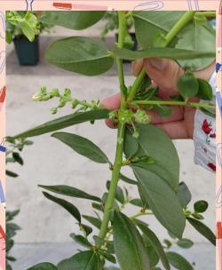 盆栽蓝莓的养殖方法和注意事项 盆栽蓝莓的养殖方法和注意事项