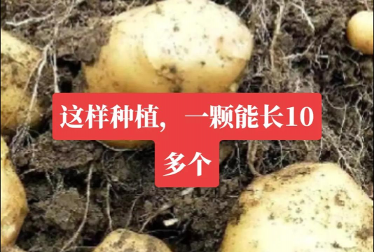 松土种植土豆怎么种植的 松土种植土豆怎么种植的