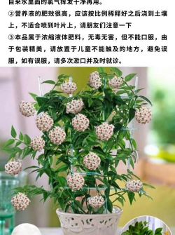 球兰用什么肥料啊 球兰用什么肥料啊