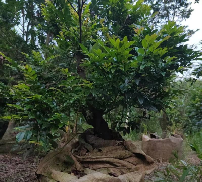 紫檀树种植苗怎么种植的 紫檀树种植苗怎么种植的