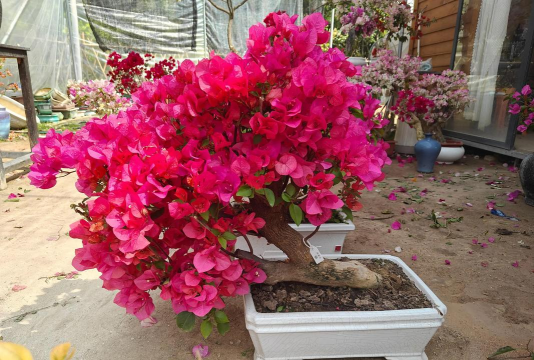 红色盆景有哪些花 红色盆景有哪些花