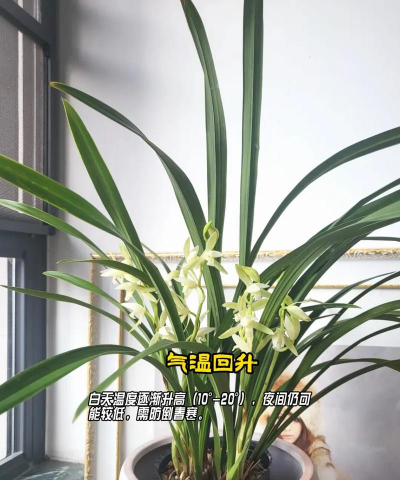 兰花春天怎么养殖方法和注意事项 兰花春天怎么养殖方法和注意事项