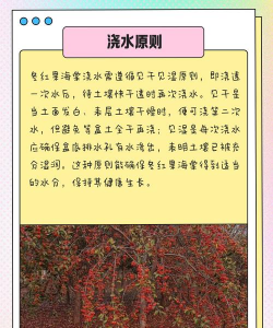 冬红果的养殖方法和注意事项 冬红果的养殖方法和注意事项