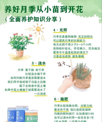 新种植的月季怎么养护 新种植的月季怎么养护