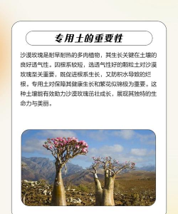 种玫瑰应该用什么土 种玫瑰应该用什么土