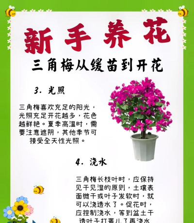 梅花什么时候适合种 梅花什么时候适合种