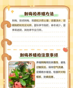 刺梅花怎么养殖方法 刺梅花怎么养殖方法