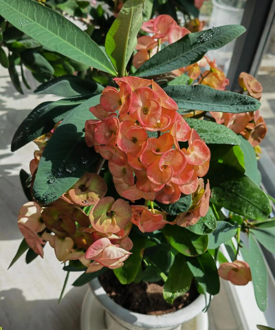 刺梅花适合家里养么 刺梅花适合家里养么