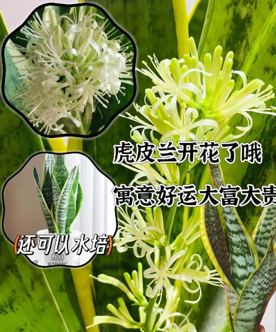 有哪些花可去甲醛 有哪些花可去甲醛