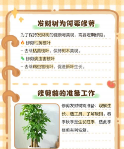 发财树的修剪方法 发财树的修剪方法