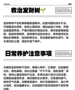 发财树树干变软怎么办 发财树树干变软怎么办