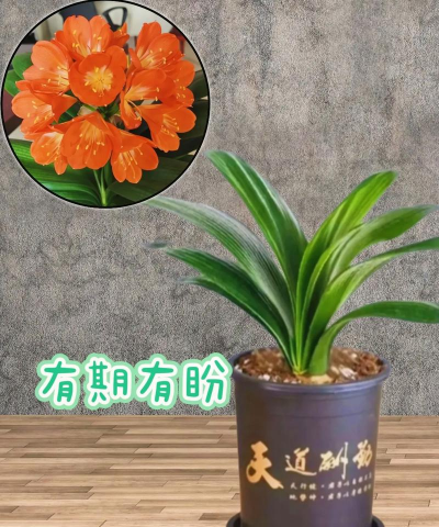 君子兰是什么市花 君子兰是什么市花