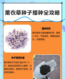 薰衣草为什么只卖种子 薰衣草为什么只卖种子