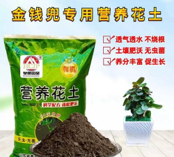 种植金钱兜用什么土 种植金钱兜用什么土