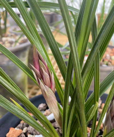 蕙兰的花苞为什么会掉 蕙兰的花苞为什么会掉