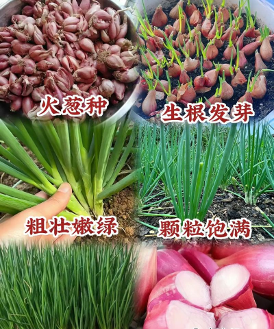 火葱种植种子怎么种植的 火葱种植种子怎么种植的