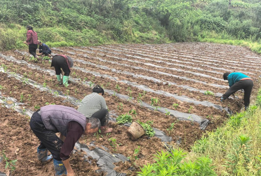 种植业种植前景怎么样 种植业种植前景怎么样
