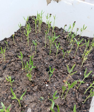 家种植空心菜怎么种植好 家种植空心菜怎么种植好