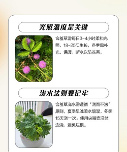 含羞草的养殖方法和注意事项 含羞草的养殖方法和注意事项