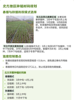 种植羊葱苗怎么种植的呢 种植羊葱苗怎么种植的呢