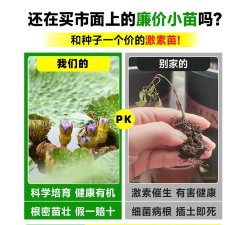 鸡头米种植苗怎么种植好 鸡头米种植苗怎么种植好