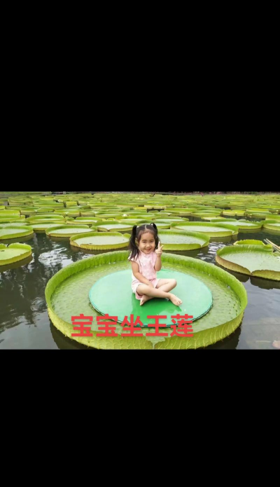 在家种植王莲怎么种植好 在家种植王莲怎么种植好