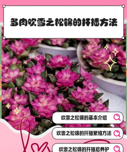 吹雪之松锦怎么扦插 吹雪之松锦怎么扦插