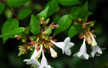 和金银花相似的花是什么花 和金银花相似的花是什么花
