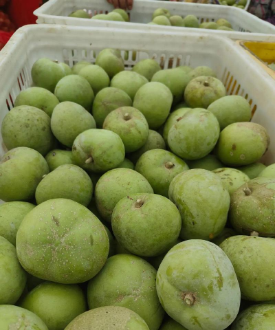 白柿能种植吗怎么种植的 白柿能种植吗怎么种植的