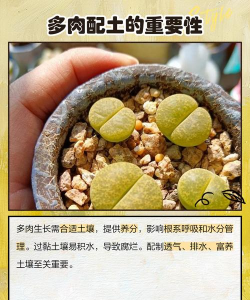 多肉土壤怎么配制 多肉土壤怎么配制