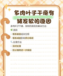 多肉叶片发软发皱是什么原因 多肉叶片发软发皱是什么原因